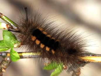  Chenille de Gynaephora selenitica Esp. - ©Daniel Morel