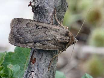 Spaelotis senna Frr adulte - Daniel Morel