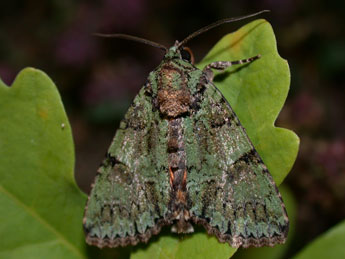 Polyphaenis sericata Esp. adulte - ©Philippe Mothiron