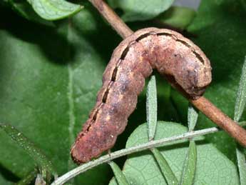  Chenille de Polyphaenis sericata Esp. - Philippe Mothiron