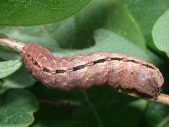  Chenille de Polyphaenis sericata Esp. - ©Philippe Mothiron