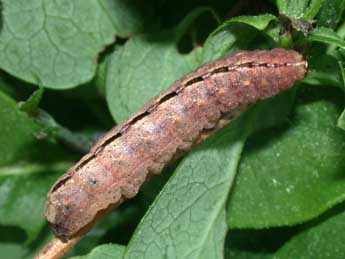  Chenille de Polyphaenis sericata Esp. - Philippe Mothiron