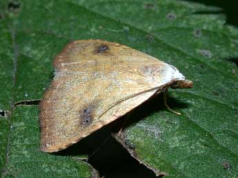 Rivula sericealis Scop. adulte - Philippe Mothiron