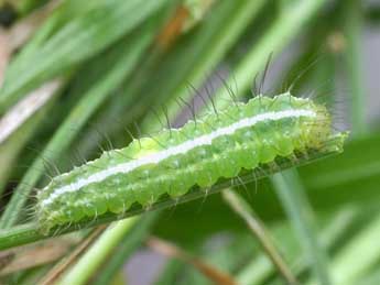  Chenille de Rivula sericealis Scop. - Serge Wambeke