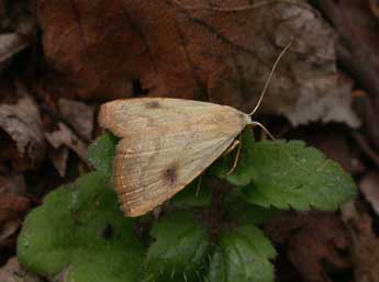 Rivula sericealis Scop. adulte - Philippe Mothiron