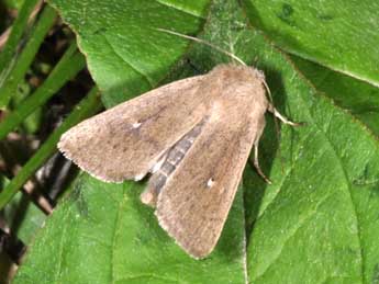 Mythimna sicula Tr. adulte - Philippe Mothiron