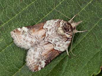 Nycteola siculana Fuchs adulte - ©Daniel Morel