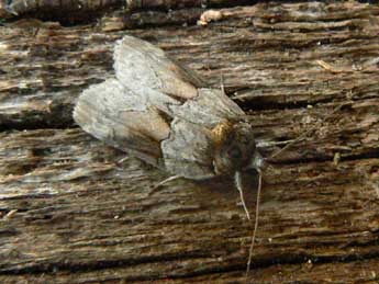 Nycteola siculana Fuchs adulte - ©Olivier Pineau