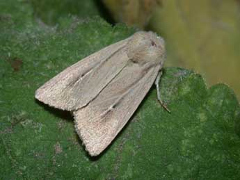 Mythimna sicula Tr. adulte - Philippe Mothiron