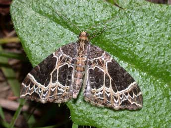 Ecliptopera silaceata D. & S. adulte - Philippe Mothiron