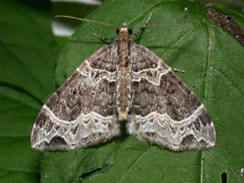 Ecliptopera silaceata D. & S. adulte - Philippe Mothiron