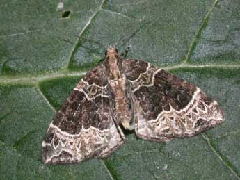 Ecliptopera silaceata D. & S. adulte - ©Philippe Mothiron