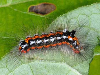  Chenille de Sphrageidus similis Fuessly - ©Alexis Borges