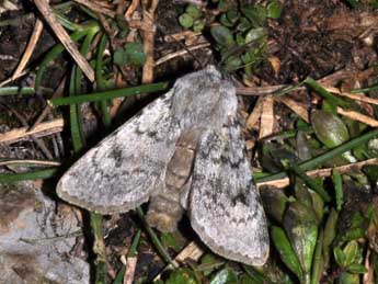 Agrotis simplonia Gey. adulte - Philippe Mothiron