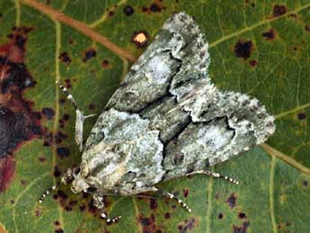 Cryphia simulatricula Gn. adulte - ©Daniel Morel