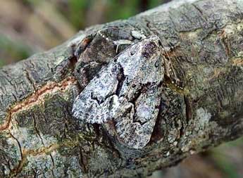 Cryphia simulatricula Gn. adulte - David Demerges