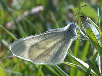 Leptidea sinapis L. adulte - Philippe Mothiron