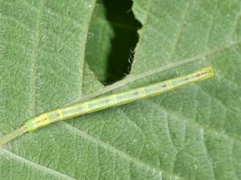  Chenille de Chloroclysta siterata Hfn. - Philippe Mothiron