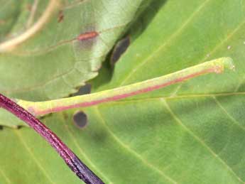  Chenille de Chloroclysta siterata Hfn. - ©Philippe Mothiron