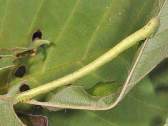  Chenille de Chloroclysta siterata Hfn. - ©Philippe Mothiron