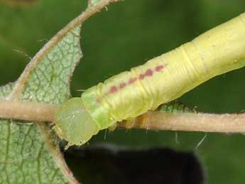  Chenille de Chloroclysta siterata Hfn. - ©Philippe Mothiron