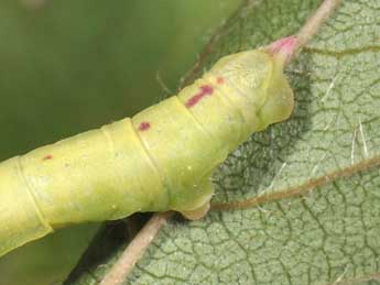  Chenille de Chloroclysta siterata Hfn. - Philippe Mothiron