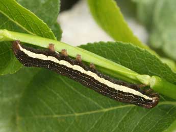  Chenille de Xylena solidaginis Hb. - ©Daniel Morel