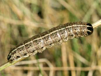  Chenille de Apamea sordens Hfn. - Serge Wambeke