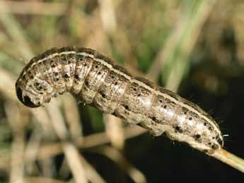  Chenille de Apamea sordens Hfn. - ©Serge Wambeke