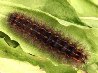  Chenille de Diaphora sordida Hb. - ©Daniel Morel