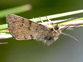 Diaphora sordida Hb. adulte - ©Yann Baillet