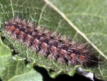  Chenille de Diaphora sordida Hb. - ©Serge Wambeke