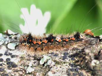  Chenille de Wittia sororcula Hfn. - ©Philippe Mothiron