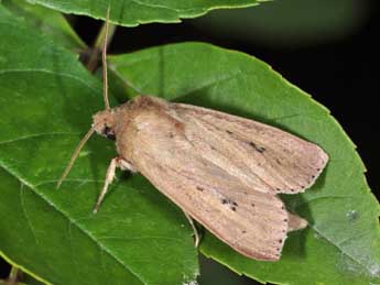 Globia sparganii Esp. adulte - Philippe Mothiron