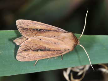 Globia sparganii Esp. adulte - Philippe Mothiron