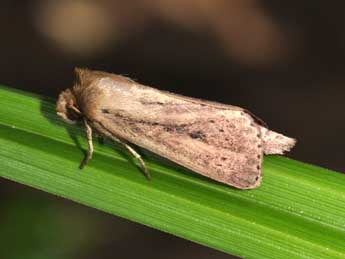 Globia sparganii Esp. adulte - Philippe Mothiron