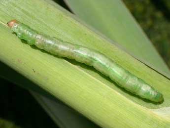  Chenille de Globia sparganii Esp. - Serge Wambeke