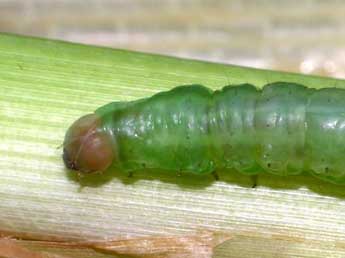  Chenille de Globia sparganii Esp. - Serge Wambeke