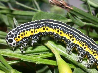  Chenille de Apopestes spectrum Esp. - ©Philippe Mothiron