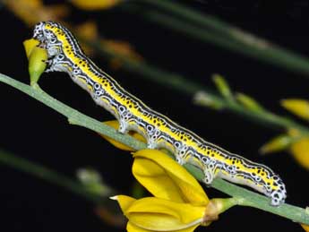  Chenille de Apopestes spectrum Esp. - ©Philippe Mothiron