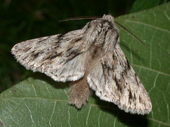 Asteroscopus sphinx Hfn. adulte - ©Philippe Mothiron