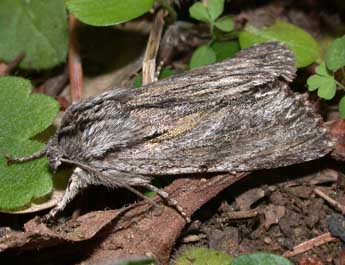 Asteroscopus sphinx Hfn. adulte - Philippe Mothiron