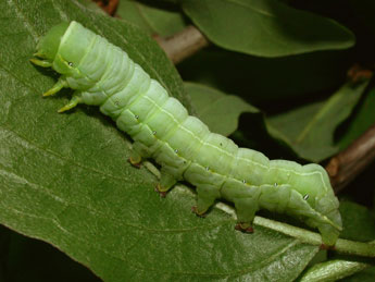  Chenille de Asteroscopus sphinx Hfn. - ©Philippe Mothiron