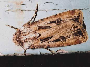 Agrotis spinifera Hb. adulte - Philippe Geniez