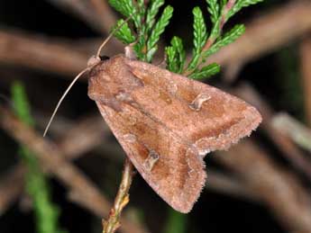 Lacanobia splendens Hb. adulte - Philippe Mothiron