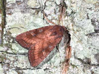 Lacanobia splendens Hb. adulte - Philippe Mothiron