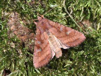 Lacanobia splendens Hb. adulte - Philippe Mothiron