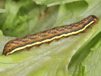  Chenille de Lacanobia splendens Hb. - ©Philippe Mothiron