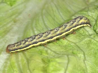  Chenille de Lacanobia splendens Hb. - ©Philippe Mothiron