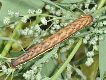  Chenille de Lacanobia splendens Hb. - ©Philippe Mothiron